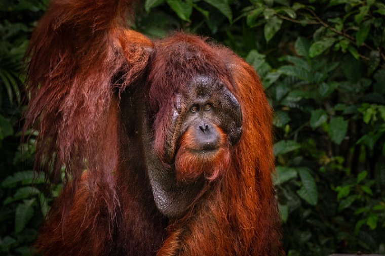 074 Kuching, semenggoh natuurreservaat.jpg